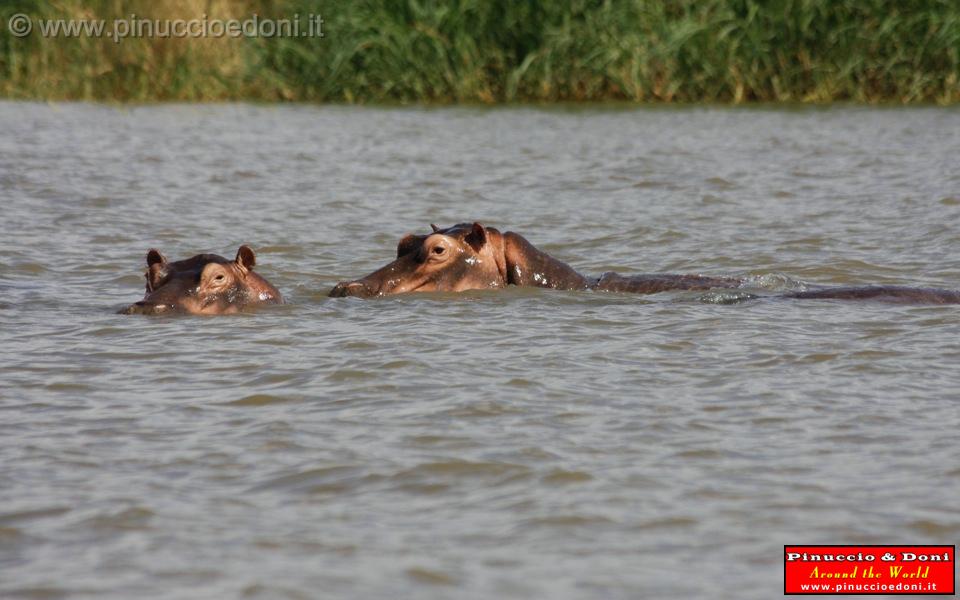 Ethiopia - Lago Chamo - Ippopotami - Hippos - 04.jpg